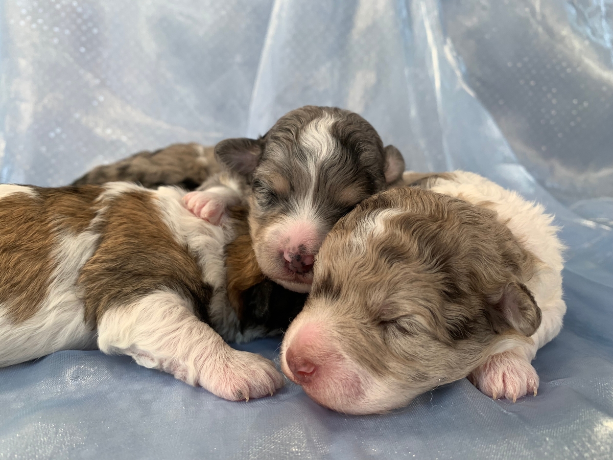 Miniature Schnoodle Puppies for Sale